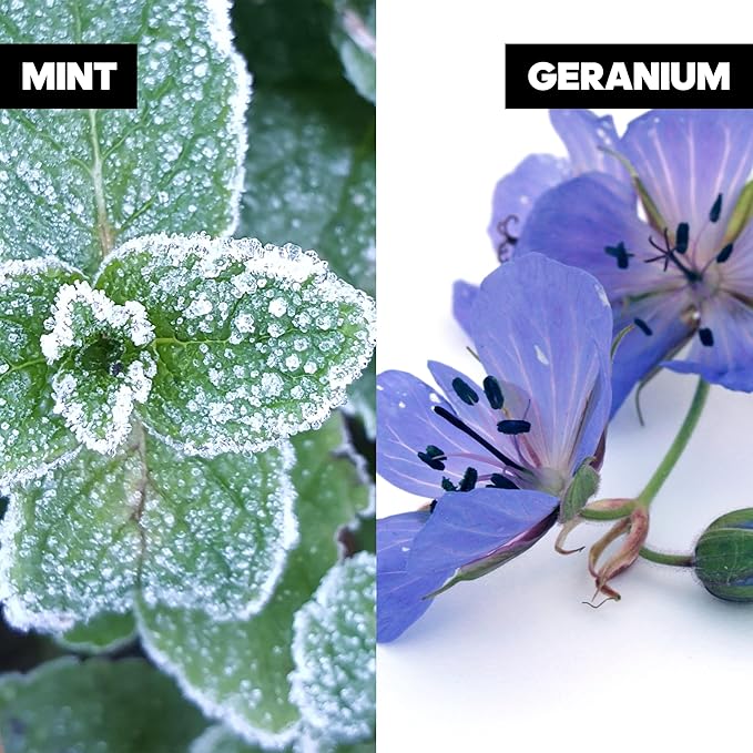 Adidas Ice Dive Body Fragrance 2.5 fl oz (Pack of 1), Notes of Lavender, Sandalwood, and Vanilla, Men's fragrance, Long lasting, Sporty fragrance, Travel size